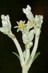 Longleaf buckwheat